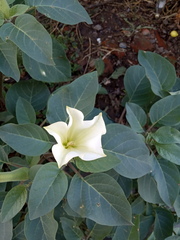 Datura innoxia
