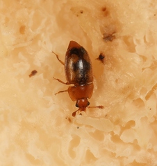 Epuraea terminalis