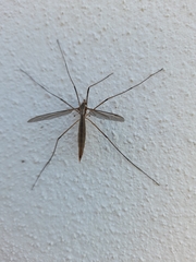 Tipula oleracea