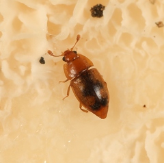 Epuraea terminalis