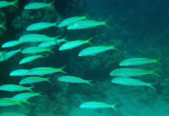 Mulloidichthys vanicolensis