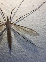 Tipula oleracea