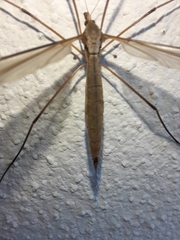 Tipula oleracea