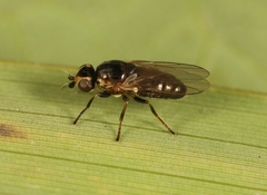 Diplotoxa messoria