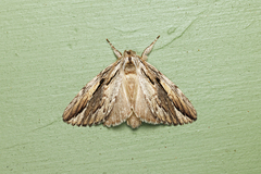 Ecnomodes sagittaria