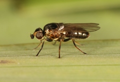 Diplotoxa messoria