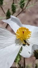 Aculeata
