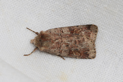 Diarsia mendica
