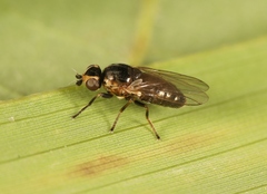 Diplotoxa messoria