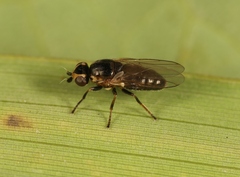 Diplotoxa messoria