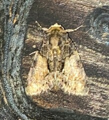 Chytonix palliatricula