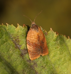 Cacoecimorpha pronubana