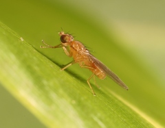 Anthomyza neglecta