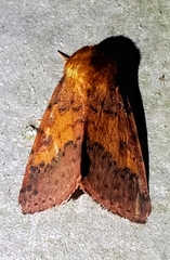 Pyrrhia aurantiago