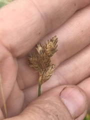 Bolboschoenus maritimus
