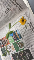 Rudbeckia hirta