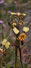 Diuris calcicola
