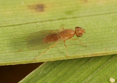 Anthomyza neglecta