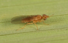 Anthomyza neglecta