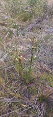 Diuris calcicola