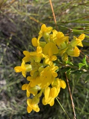 Liparia hirsuta