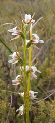 Prasophyllum occidentale