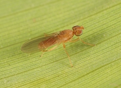 Anthomyza neglecta
