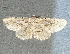 Iridopsis defectaria