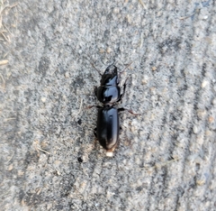 Scarites subterraneus