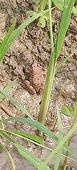 Duttaphrynus melanostictus