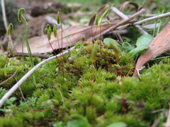 Ptychostomum capillare