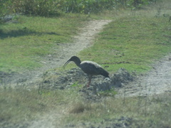 Theristicus caerulescens