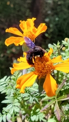 Xylocopa