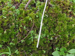Ptychostomum capillare