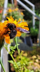 Xylocopa