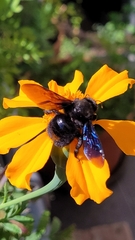 Xylocopa