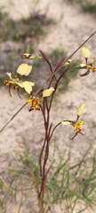 Diuris calcicola