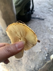 Russula ochroleuca