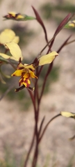 Diuris calcicola