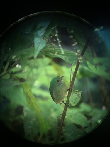 Velvety Manakin (Lepidothrix velutina), photo 6