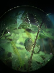 Lepidothrix velutina