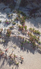 Carpobrotus glaucescens