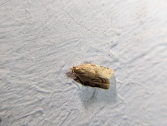 Clepsis virescana