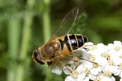 Eristalis similis