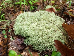 Cladonia subtenuis