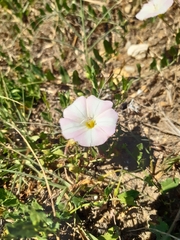 Convolvulus arvensis