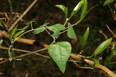 Echinostephia aculeata