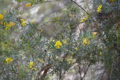 Gompholobium latifolium