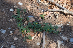 Anemonoides ranunculoides