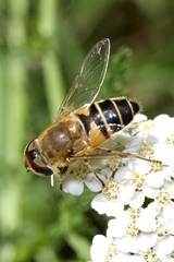 Eristalis similis